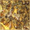 oprema za pčelarstvo
